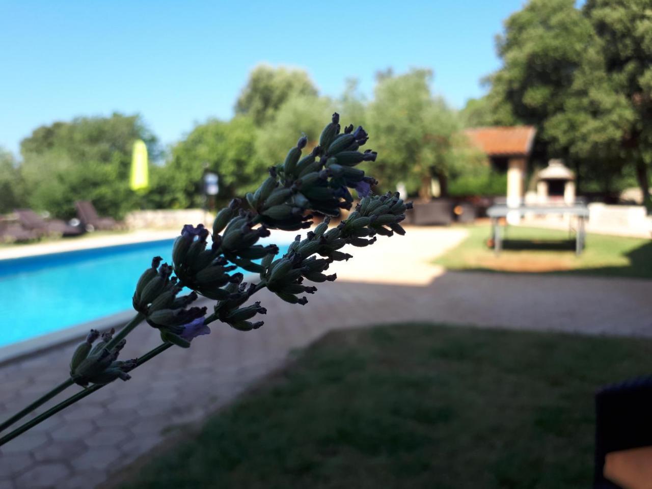 Guesthouse "Barboska" - Big Outdoor Swimming Pool & Private Tennis Court Vodnjan Luaran gambar